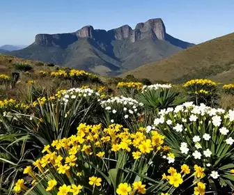 Beleza das Sempre-vivas na Serra do Cipó – Conheça esta Riqueza Natural Beleza das Sempre-vivas na Serra do Cipó - Conheça esta Riqueza Natural