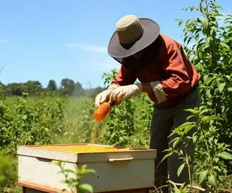 CN Agro destaca a produção de mel em Minas Gerais