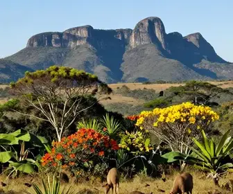 Descubra a Rica Fauna da Serra do Cipó: Um Paraíso Natural Descubra a Rica Fauna da Serra do Cipó: Um Paraíso Natural