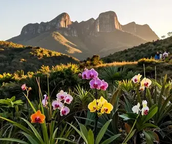 Descubra as Maravilhas das Orquídeas na Serra do Cipó Descubra as Maravilhas das Orquídeas na Serra do Cipó