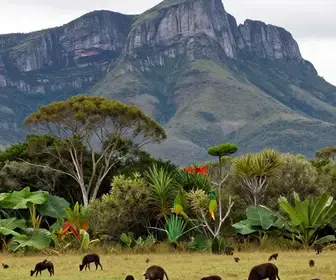 Descubra os Animais da Serra do Cipó: Uma Aventura pela Fauna Mineira