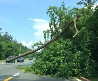 VÍDEO: Queda de árvores deixa trânsito em meia pista na MG